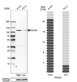 GAP1m Antibody, Novus Biologicals:Antibodies:Primary Antibodies